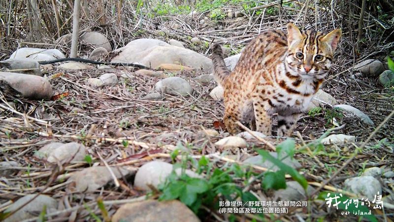 高球開發與石虎棲地之爭：鴻禧太平高爾夫球場擴建三度送案