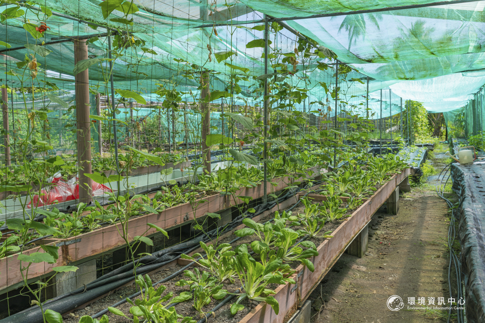 傳統的離地栽培技術是為了避免漲潮的衝擊。攝影:許震唐