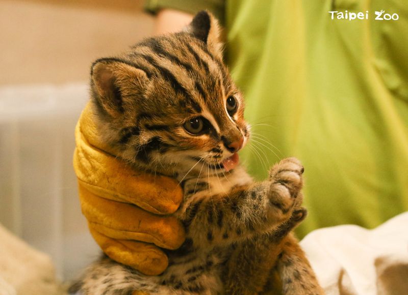 北市動物園三隻小石虎滿月命名 大哥貓雄、二哥貓攬、三妹貓控