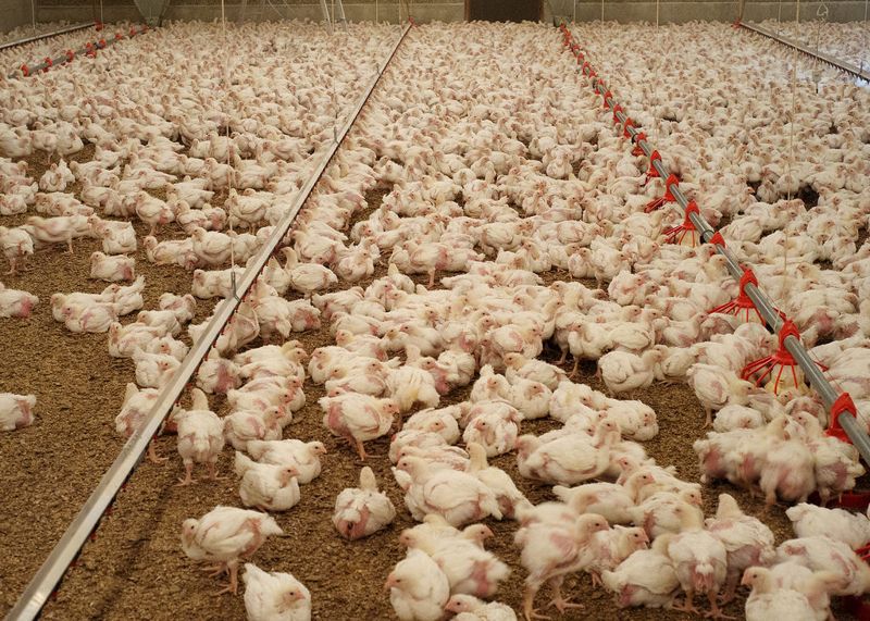 雞肉銷量漲 福利標準差 歐洲動福團體倡改善