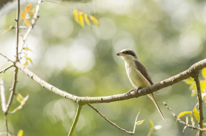告別烤鳥歷史 伯勞鳥保育下一步：友善農法護棲地、食源