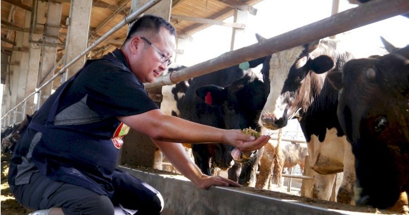 牛肉消費新選擇 吃在地牧草長大、低食物里程的台灣牛