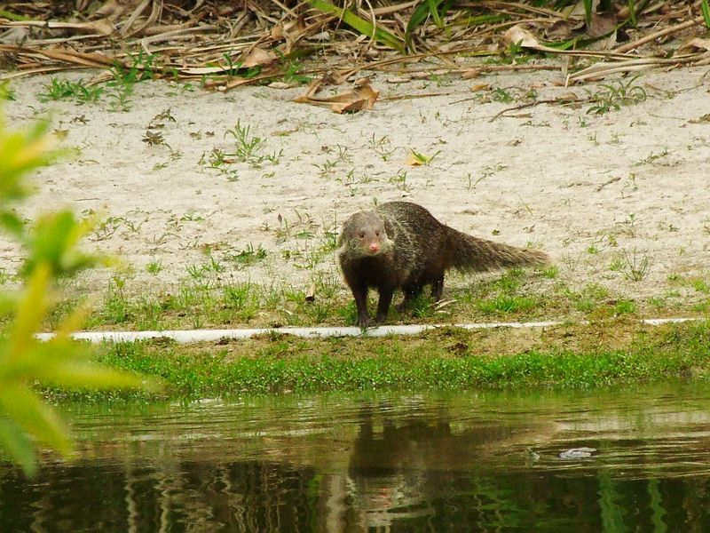 保育類食蟹獴現身科博館植物園 研究員觀察三週後野放
