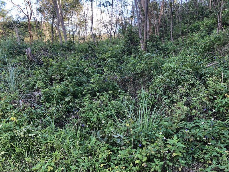 立委提醒台糖土地利用邏輯混亂 慎防右手開發左手減碳
