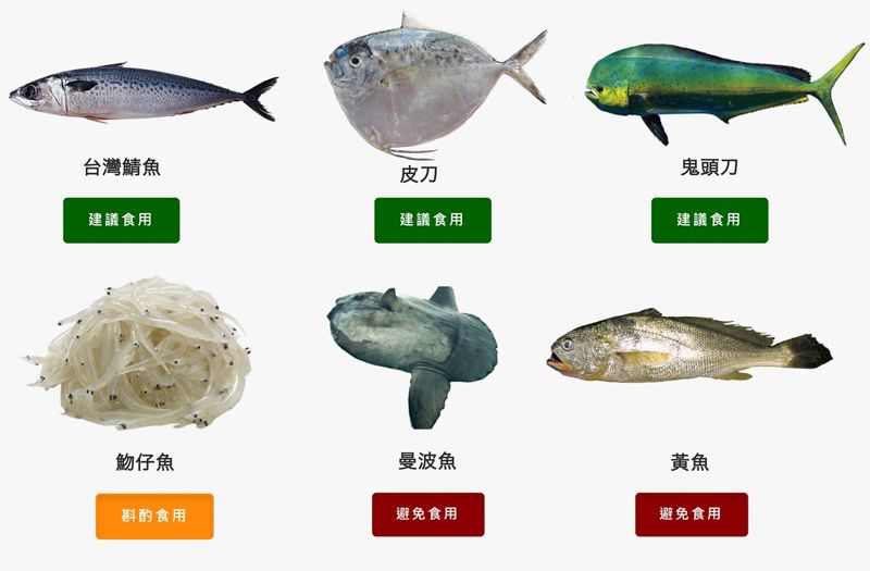 魩仔魚首次入列評黃燈 第五版「台灣海鮮選擇指南」出爐 納漁獲量數據更具指標性