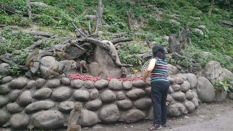 勸阻餵食有助保育嗎？ 豐柏步道志工用科學監測來解答