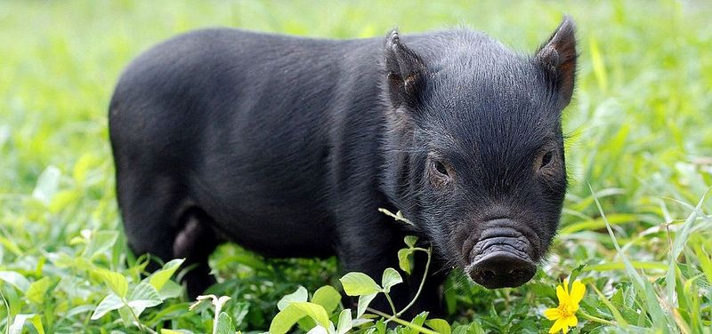 北市動物園引入蘭嶼豬，春寶寶初一起見客