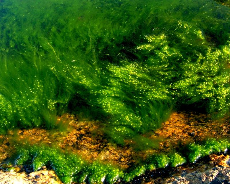 陸地森林減少導致「海的森林」流失 日本鋼鐵公司用爐渣復育海藻