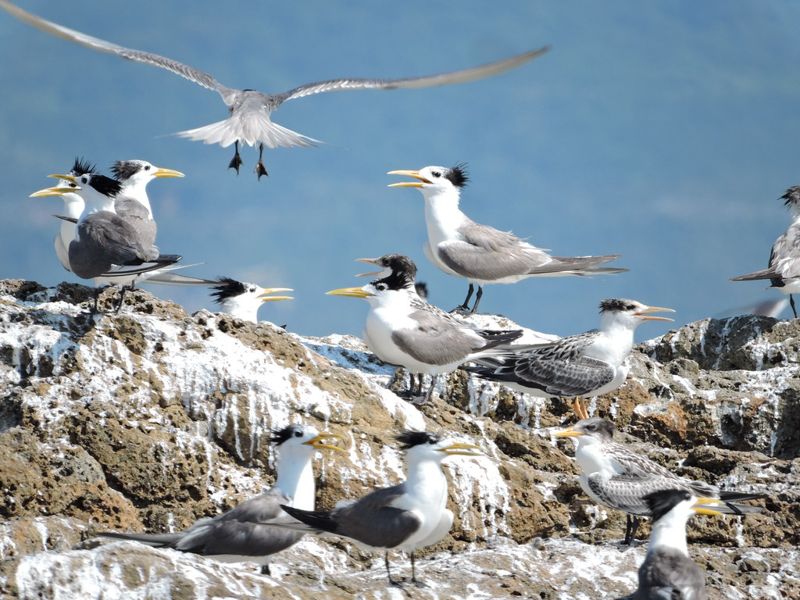 海上鳥類為何調查不到、風機可當人工魚礁？ 海域生態研討會談離岸風電衝擊