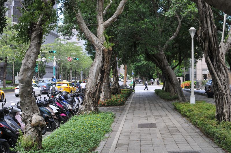 年底提都市林專法! 環境部推樹木「電子身分證」 每縣市將設10條遮蔭路徑