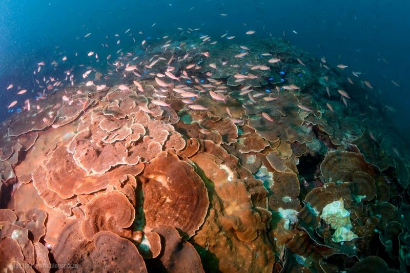 海保署回應聯合國「30x30」保育目標：朝海洋保護30%努力