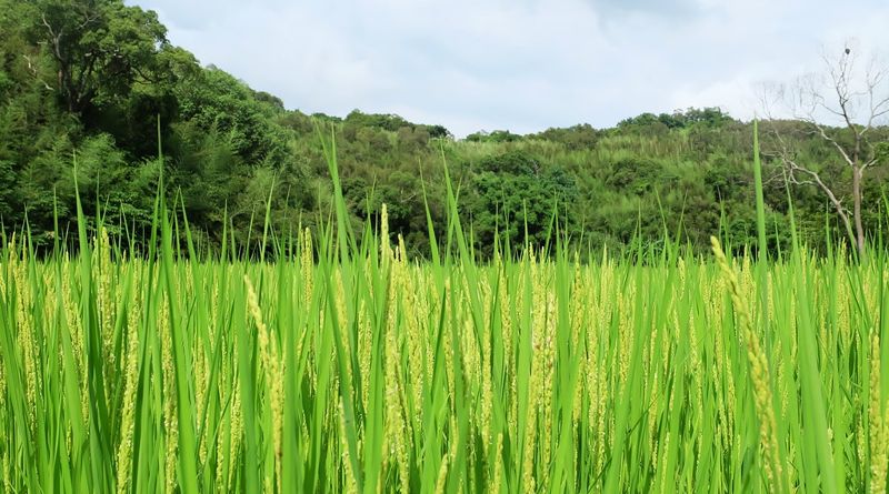 石虎、生態農夫、光電邊緣的里山夢