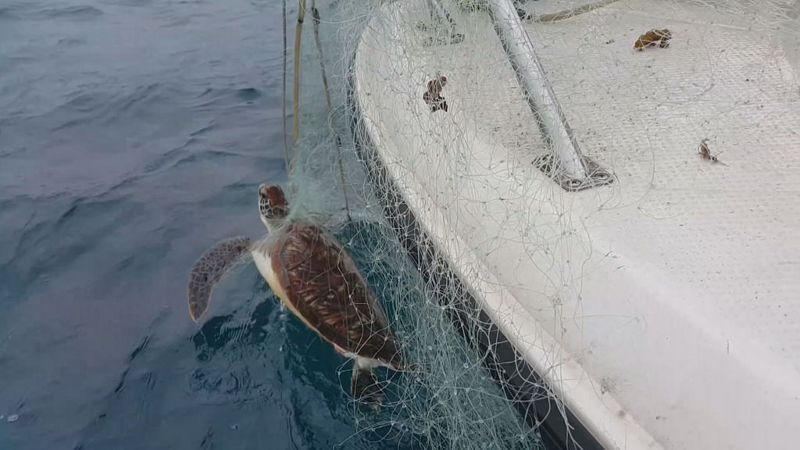 海龜新樂園？ 海景民宿或產卵沙灘 小琉球的抉擇難題