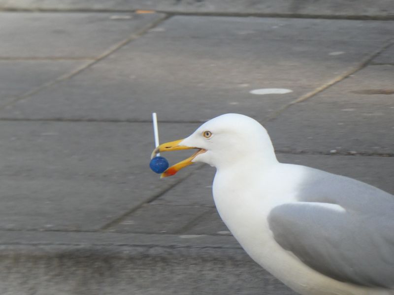 泡芙、海星、鼴鼠都是大餐 「鷗北呷」公民科學研究海鷗食性