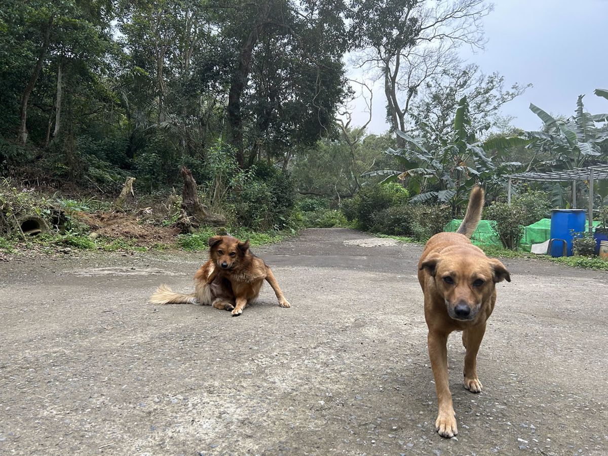 2024年全國遊蕩犬推估逾14萬隻 農業部︰數量反轉向下 野保團體︰動物受攻擊情況惡化