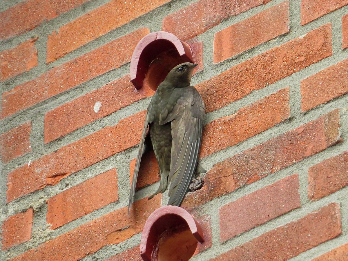 都市築巢太難  蘇格蘭新法強制新建築設「雨燕磚」