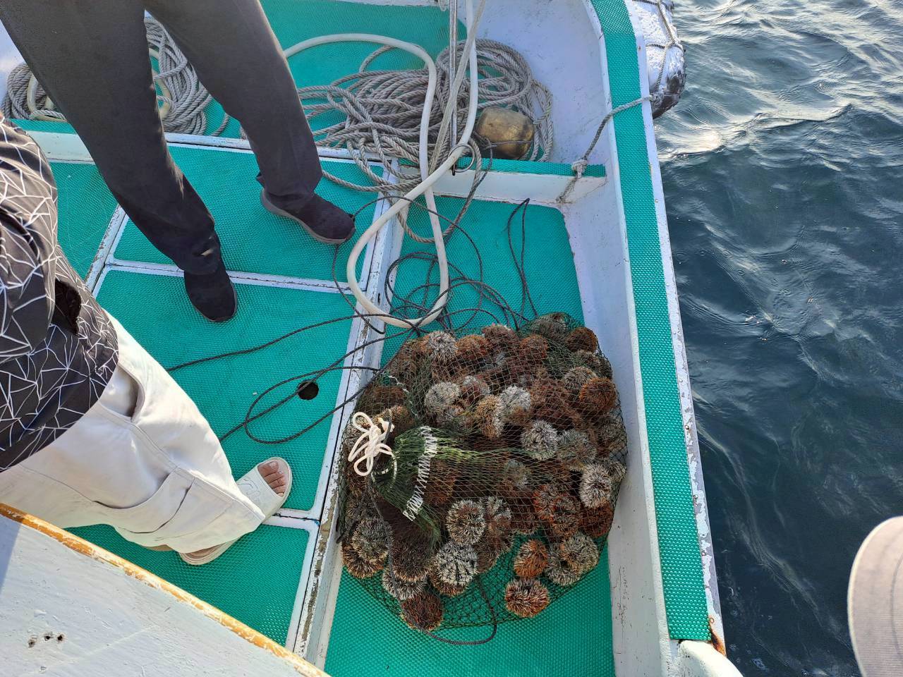 以網袋盛裝之馬糞海膽,疑似是先行採捕並以浮具固定於海上。圖片來源:海保署提供