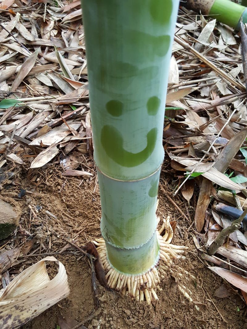 桂竹