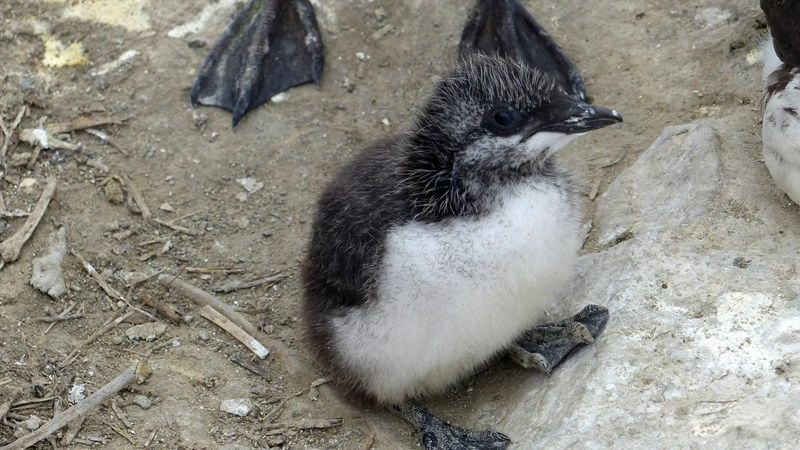 H5N1禽流感肆虐歐美 專家：今年將重演「寂靜的春天」