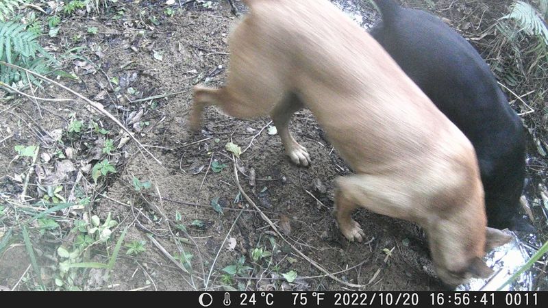 王力平／共生，這麼簡單就能共生？ 野生動物與野化（遊蕩）動物絕對不一樣
