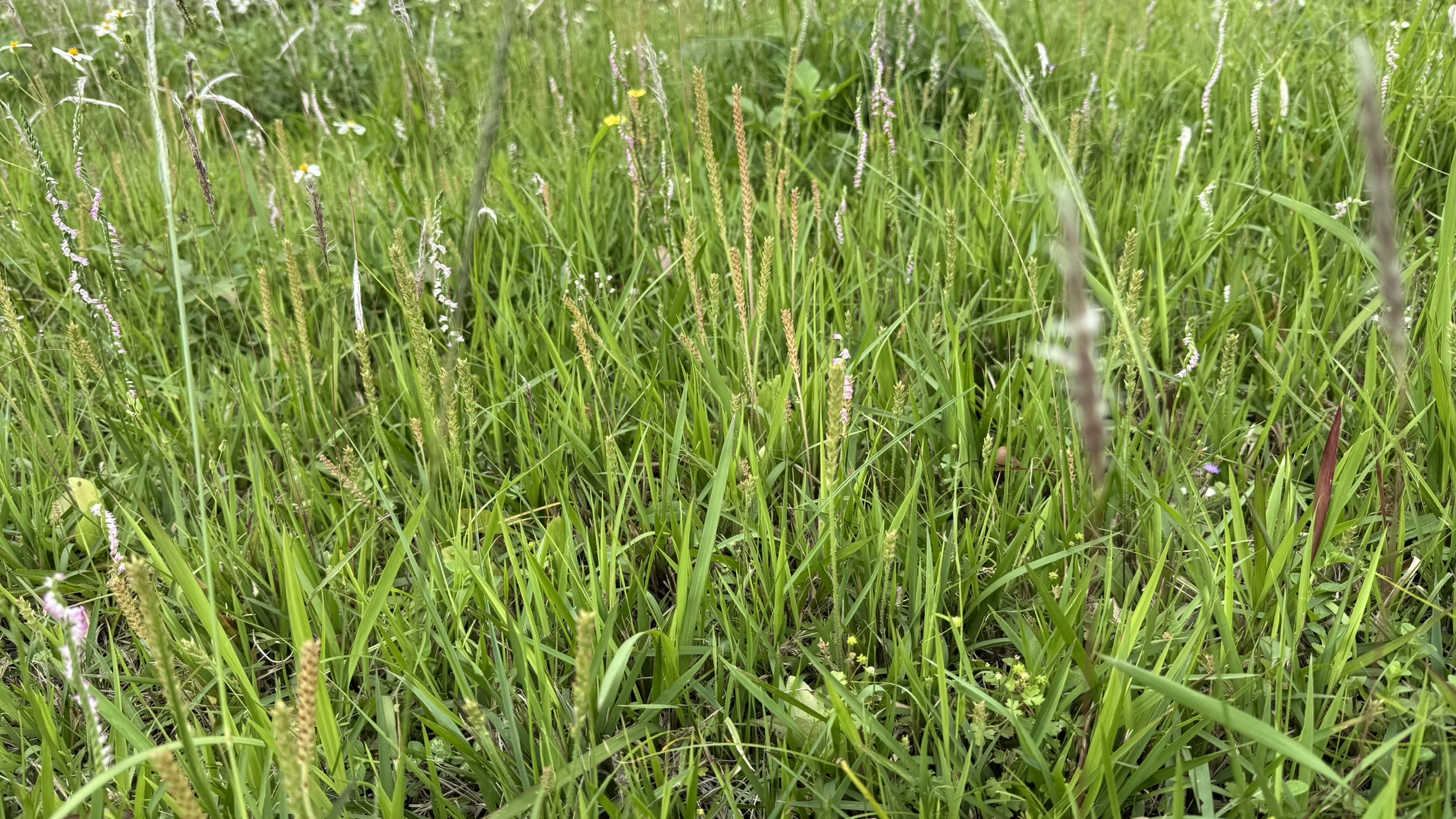 與白茅、車前草混生的綬草。圖片來源：嘉義大學景觀學系 提供