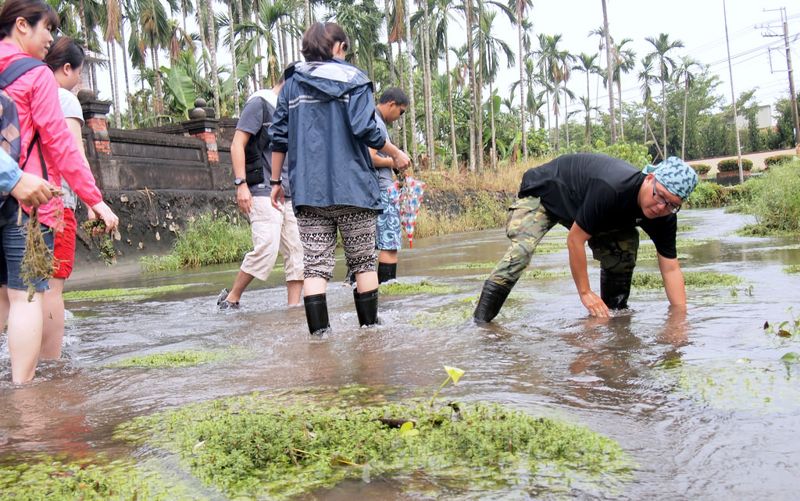 為魚蝦蓋農場 「五溝水水草日」把原生水草種回來