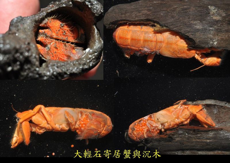 省去找房找到垃圾屋 這幾種「深海寄居蟹」終身免換殼