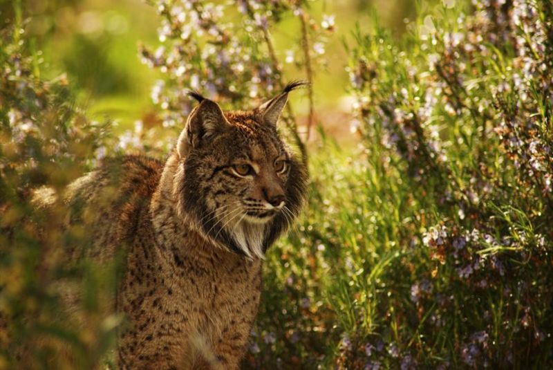 曾經不滿百隻 西班牙大山貓「猞猁」保育20年恢復生機