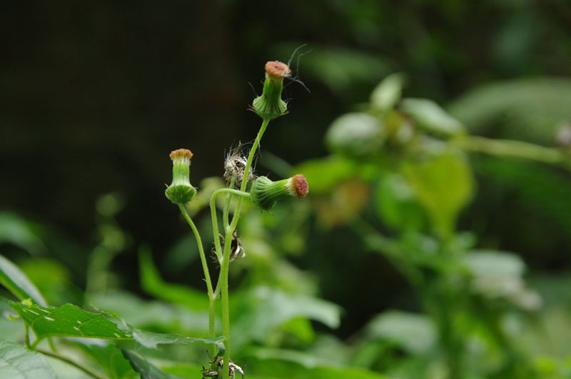 野菜上桌 味道似茼蒿的昭和草