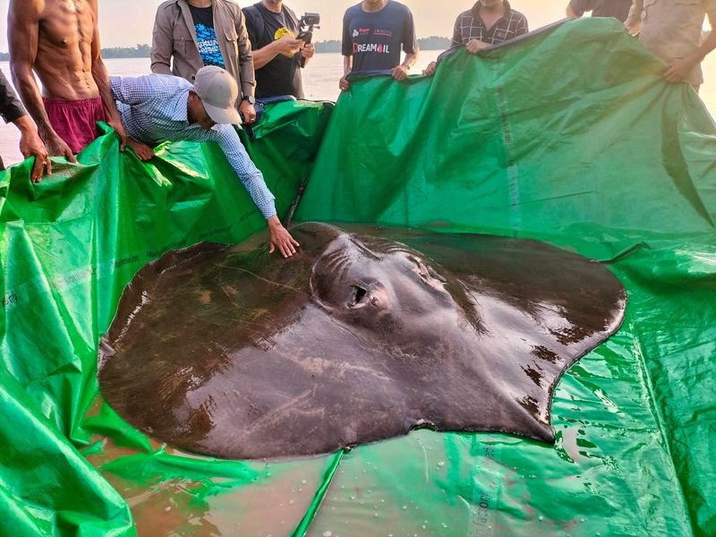 湄公河漁民捕獲世界最大淡水魚 全長近4公尺 通報科學家加裝追蹤器後放回
