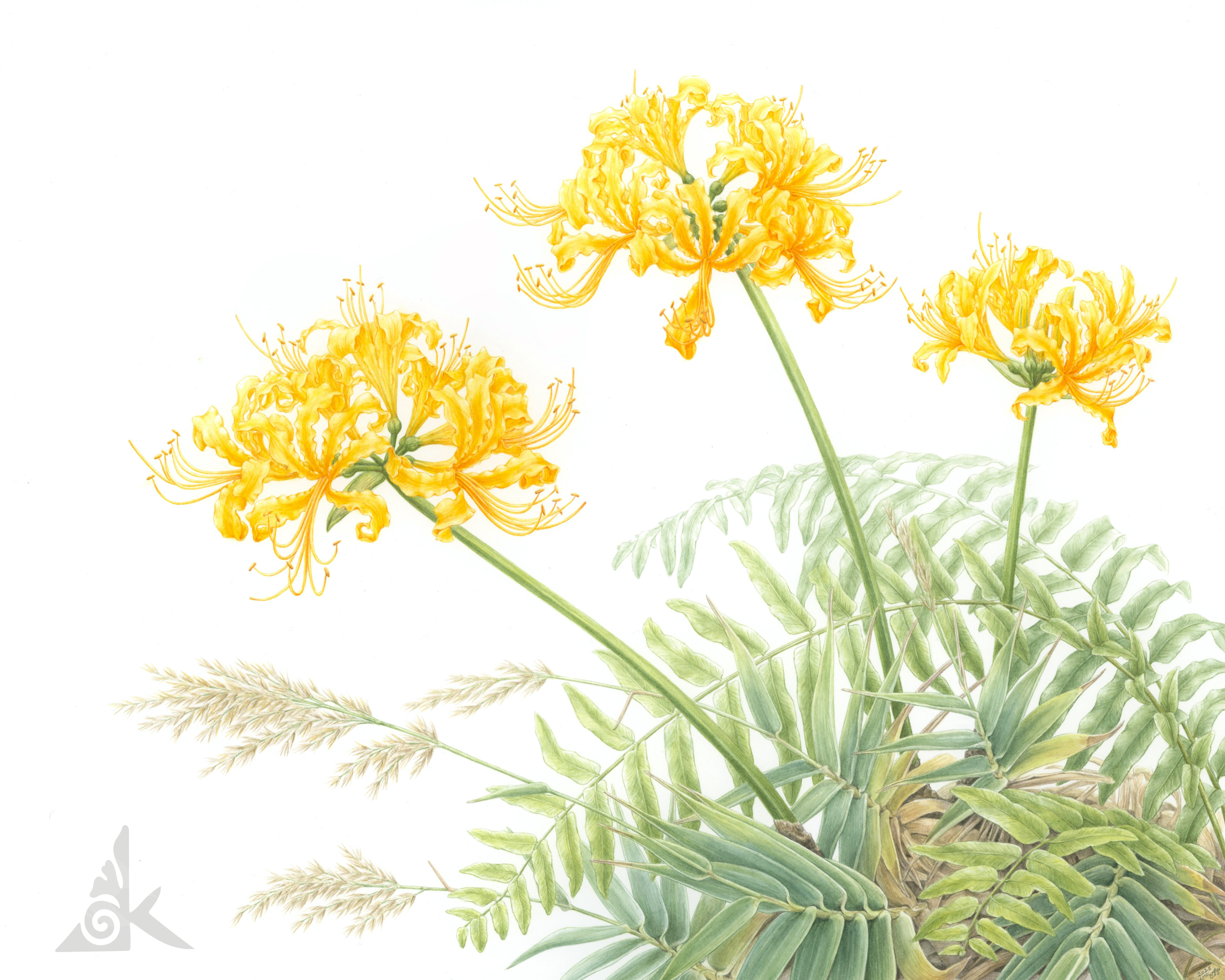 《金花石蒜（Golden spider lilies）》入選英國植物藝術學會 Plantae 年度展水彩類「Exhibiting Excellence」，延續江勻楷對植物細節與生命歷程的細膩觀察。圖片來源：江勻楷 提供