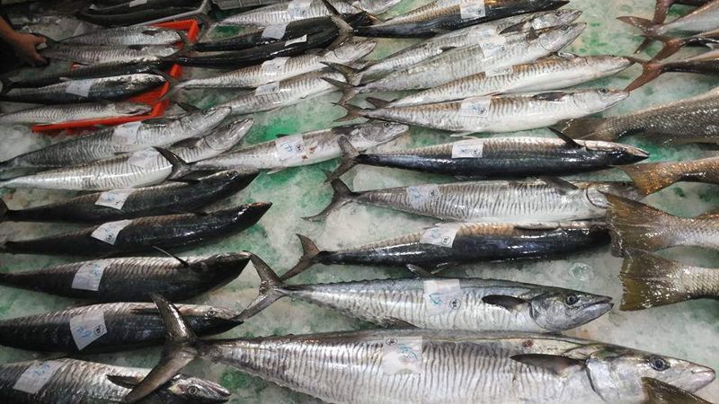 土魠魚羹沒土魠 消失中的馬加鰆家族