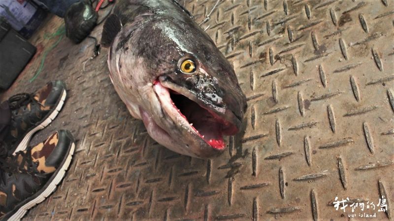 魚虎出沒 繁殖季加外來種 日月潭岸邊現成群魚球