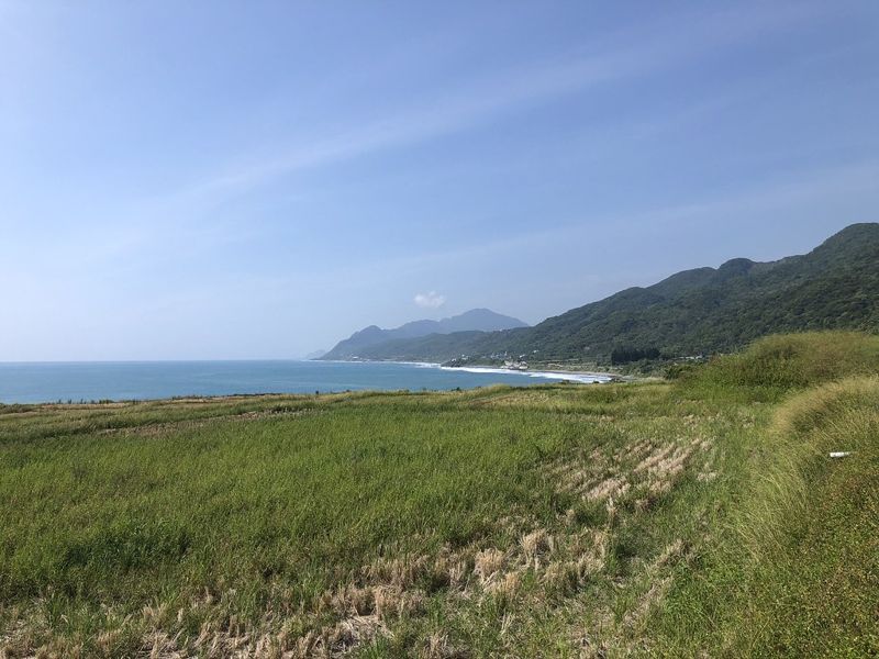 「肥水不落海」 新社海稻田試驗濕地植生緩衝帶 攔截灌肥有一套
