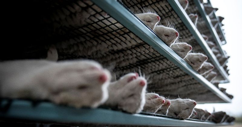 病毒煉蠱場？ 丹麥皮草場大撲殺 WHO介入評估鼬類傳播武漢肺炎風險