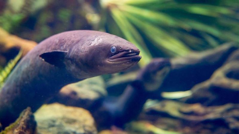 紐西蘭的「Tuna」秘密：毛利餐桌上，鰻魚面臨生存危機
