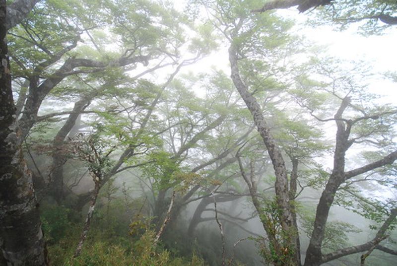 稜線上的台灣水青岡 逆境求生有道