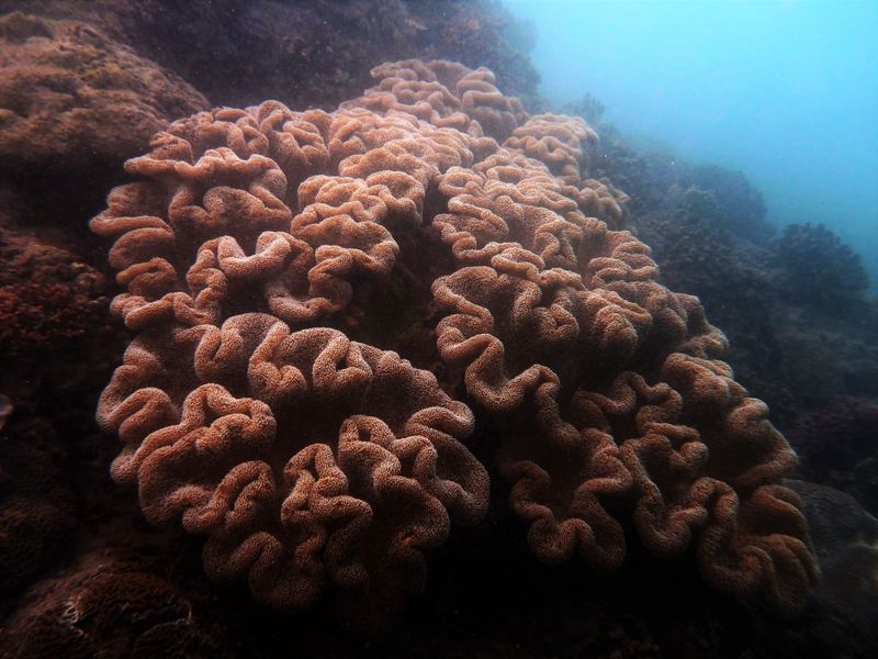 基翬海底滿是垃圾泥沙 保育類珊瑚來不及長大