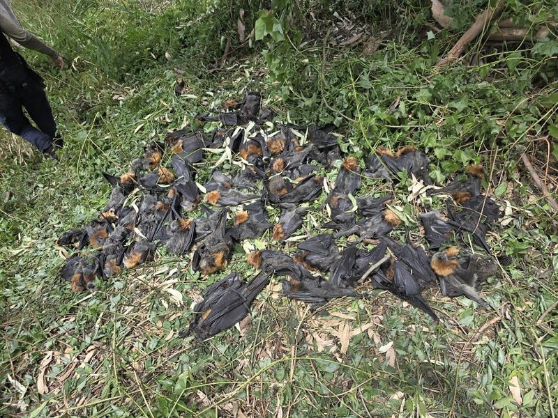 專家揭42°C臨界點 2020年後澳洲狐蝠「最大規模死亡事件」
