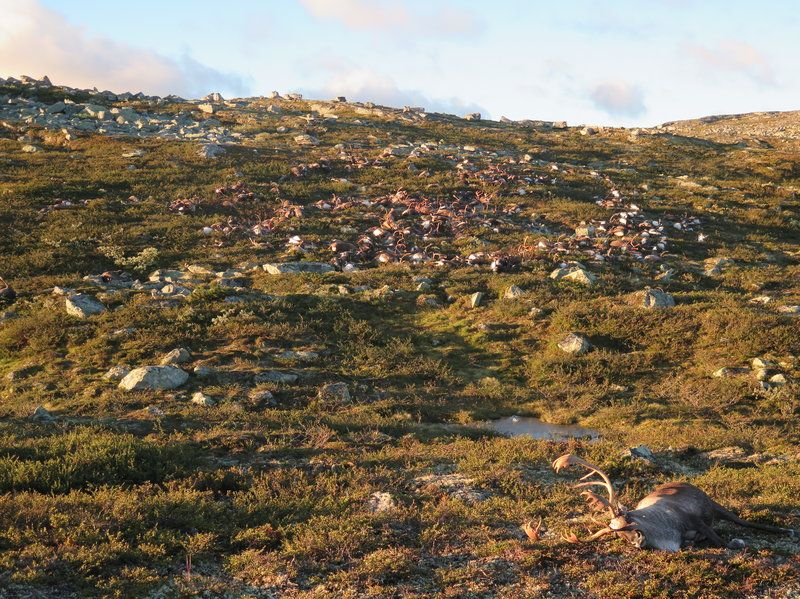 科學家研究「恐怖地景」：腐爛動物屍體也是生態系重要一環