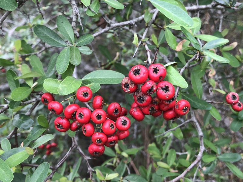 記憶中的放牛小點心 林管處啟動台灣火刺木復育 縫補東部里山地景