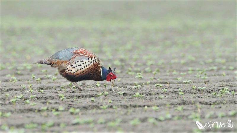 田裡的食客 環頸雉 農田生態與生產兼顧大不易