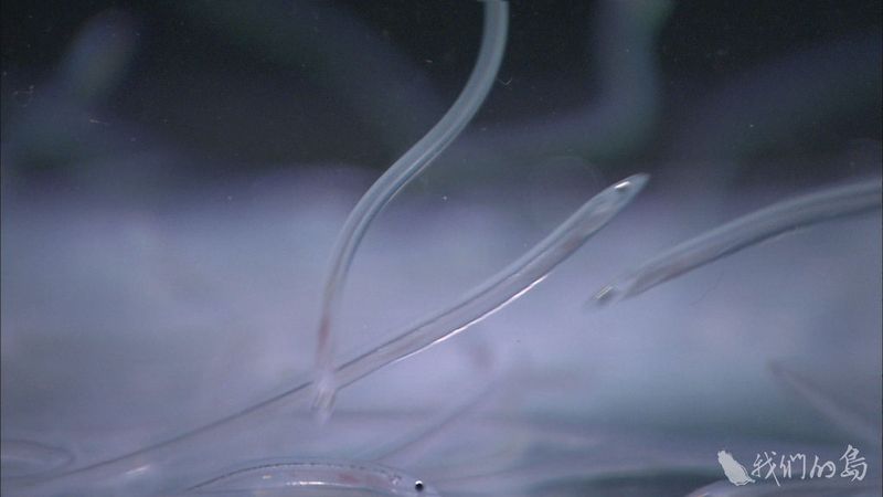來自深海的警訊 日本鰻資源銳減