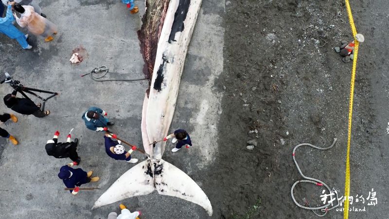 長須鯨死亡擱淺實錄——現地解剖找死因，科學調查如何促進鬚鯨研究？