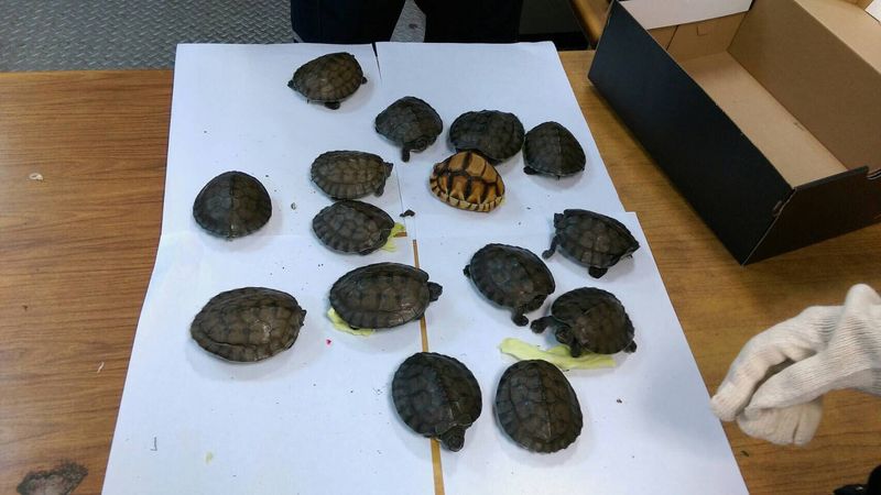 15保育龜夾藏運動鞋闖關 全數送收容中心