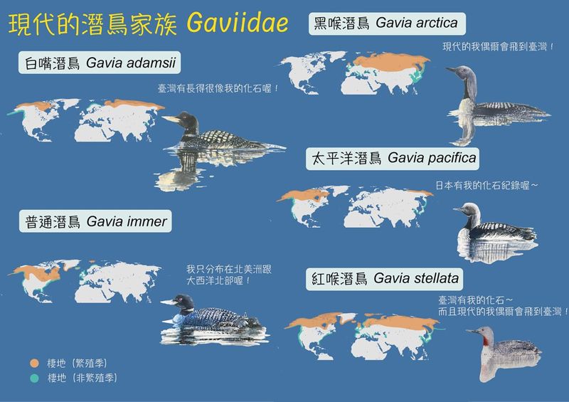東亞亞熱帶首件潛鳥化石在嘉義——再現寒冷氣候下的富饒台灣