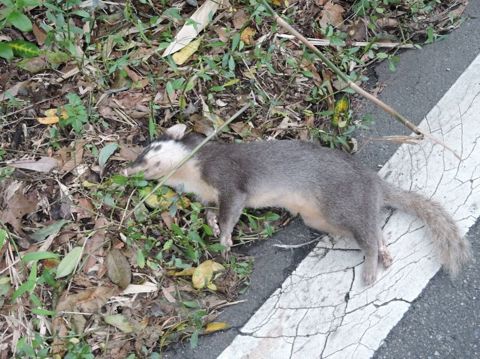 縮圖