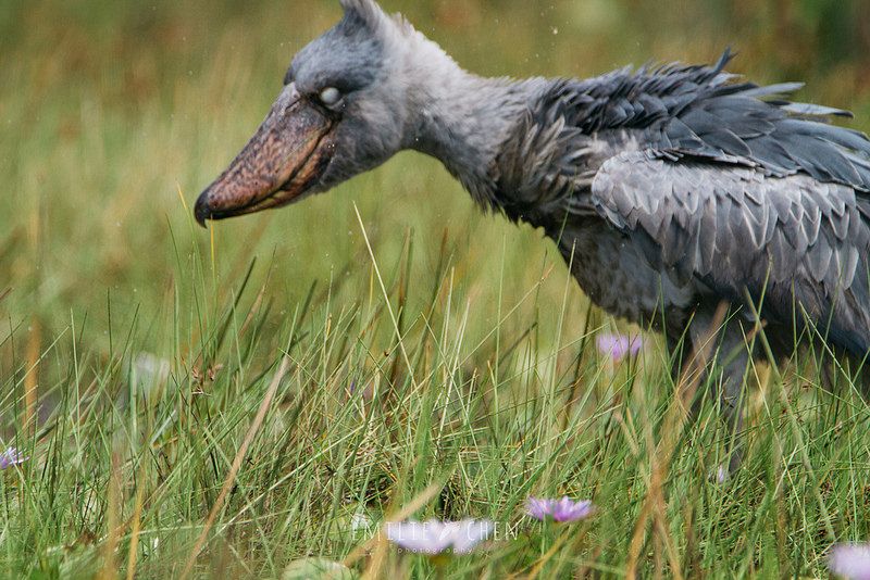 鯨頭鸛長相獨特受覬覦 防盜獵、護濕地 居民自己來