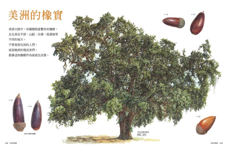 《世界橡實圖鑑》不只松鼠愛吃,人也愛吃!以橡實為主食的美國原住民