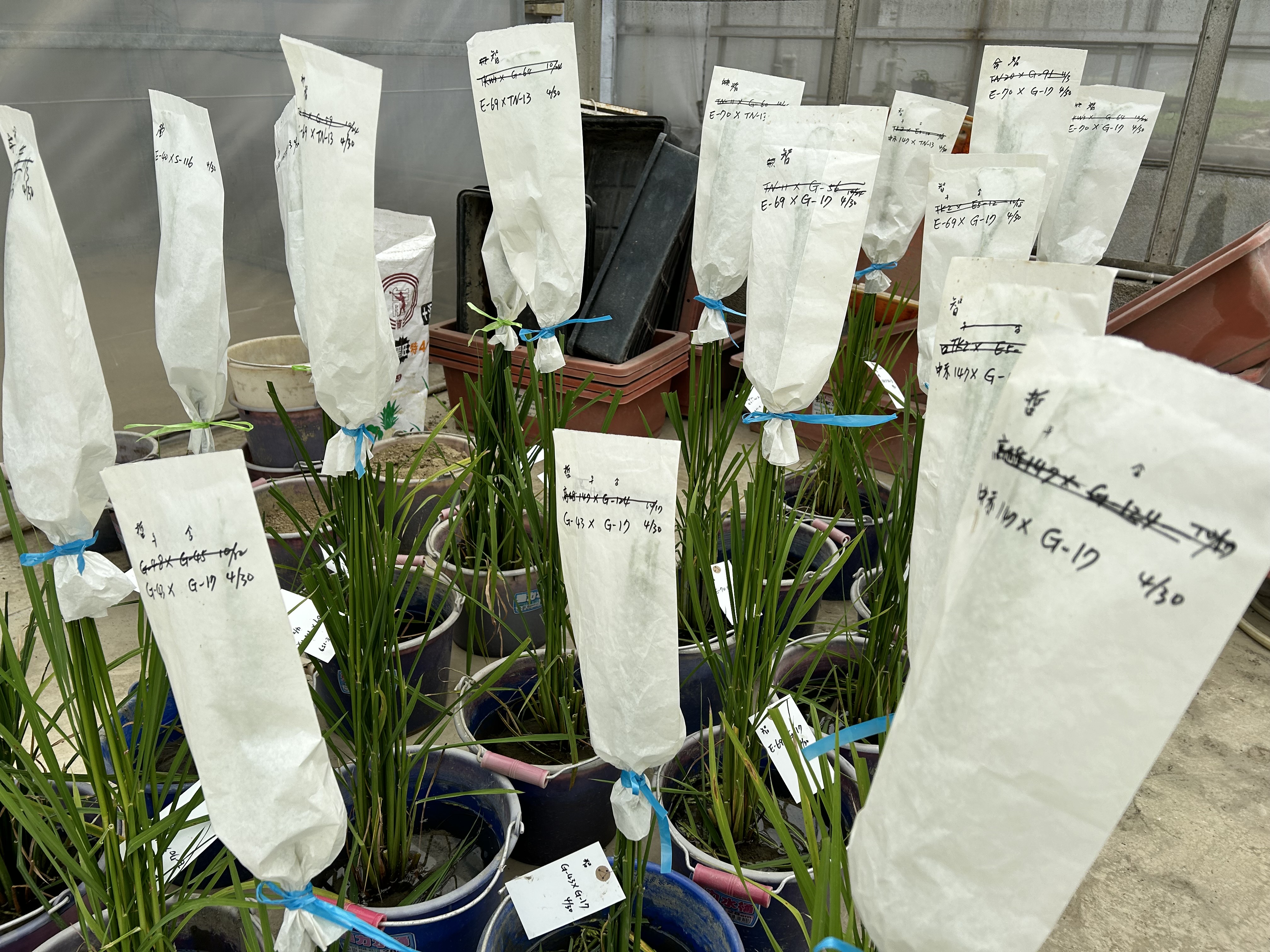 陳榮坤認為,育種不能只追求產量,而應從消費者需求、產業發展及環境永續出發,讓每一個品種都肩負不同任務。圖片來源:陳榮坤 提供